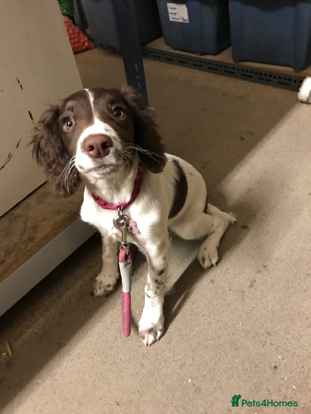 English Springer Spaniel dogs for sale: Stunning English springer spaniel puppies  - Image 14