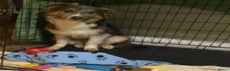 Mixed Breed dogs for adoption: Teddy Bear Orsen in Peacehaven - Advert 1