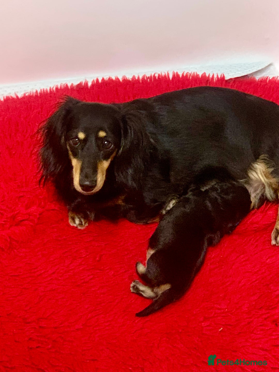 Miniature Dachshund dogs for sale: KC reg black & cream longhaired girl - Image 4