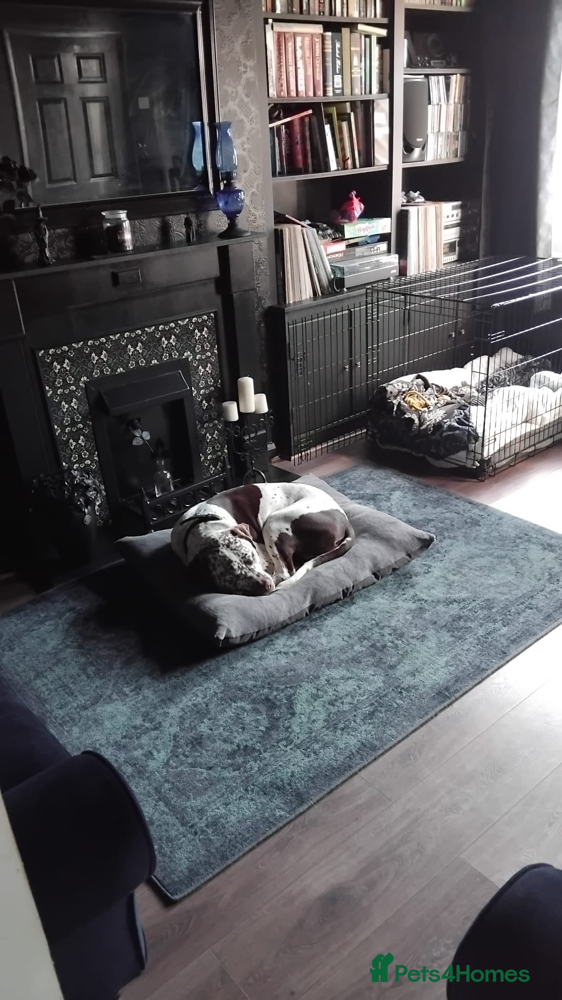 Mixed Breed dogs Dalmatian cross  - Advert 6
