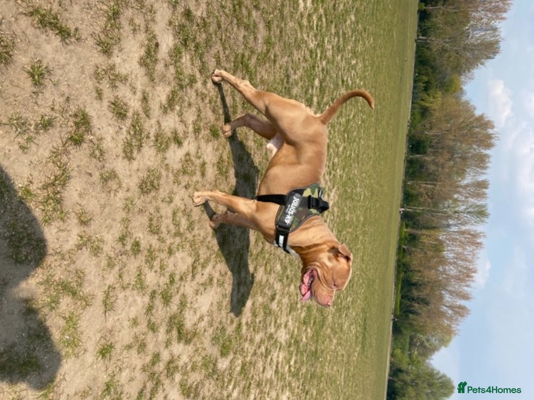 American Bully dogs for stud: American Bully For Stud in London - Image 4