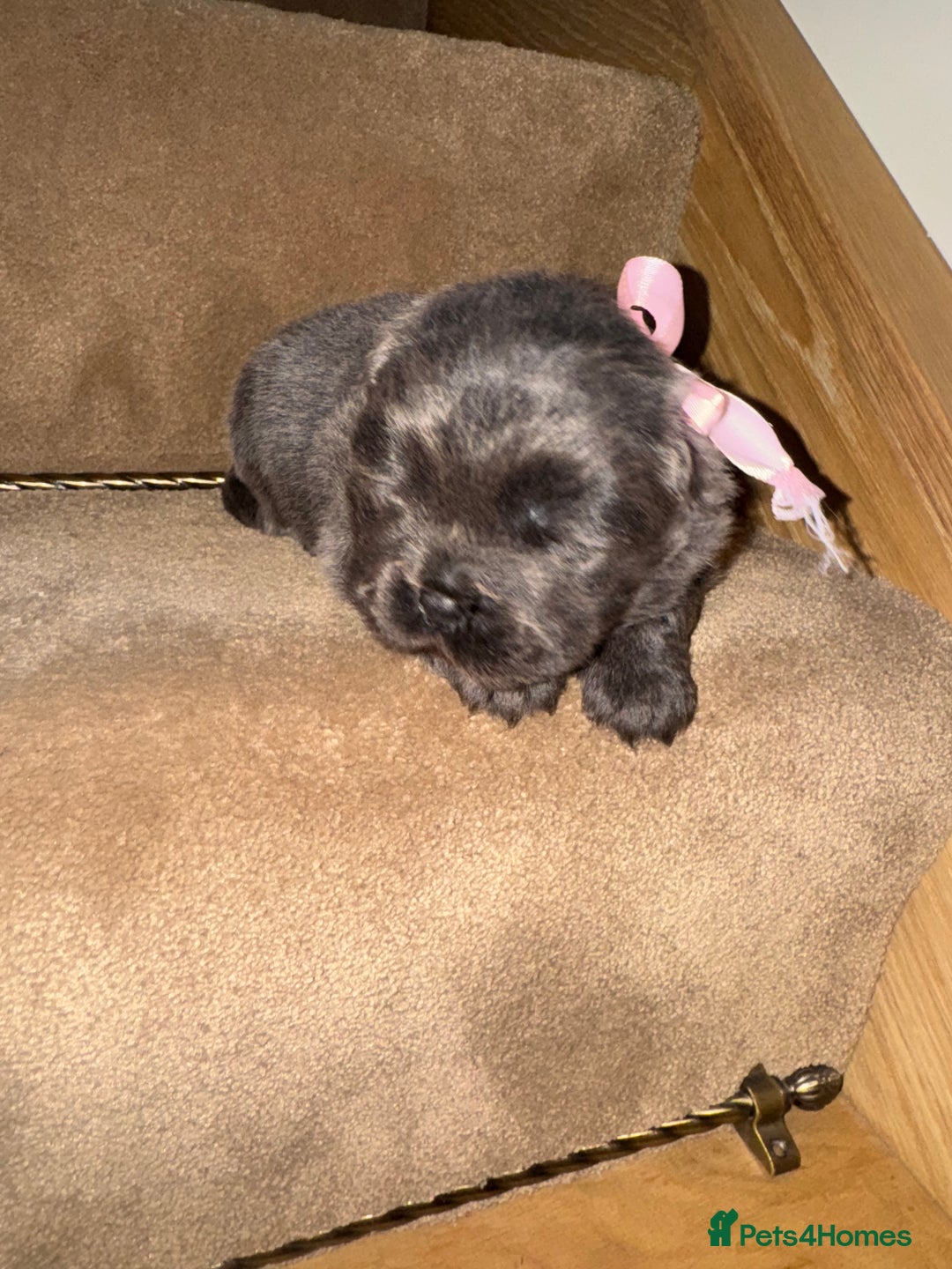 Chow Chow dogs for sale: Stunning kc reg puppies  - Advert 10