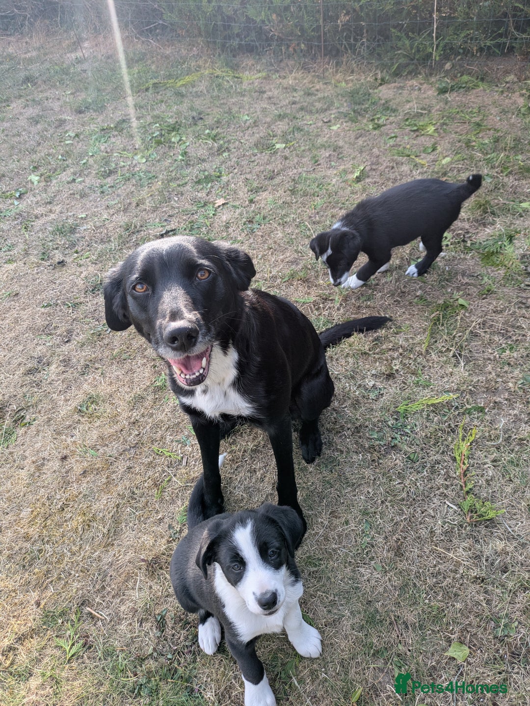 Mixed Breed dogs for sale: Collie cross pups for sale - Image 6