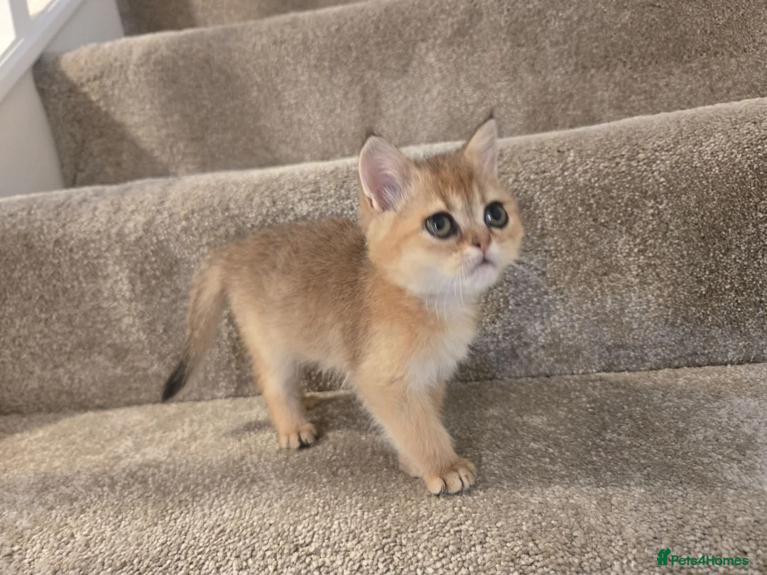 Scottish Fold cats for sale: Scottish fold in Nottingham - Advert 9