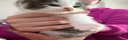 British Shorthair cats for sale: Beautiful Family Raised Kittens  - Advert 9