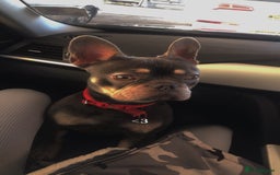 French Bulldog dogs for sale: Pablo  - Image 3