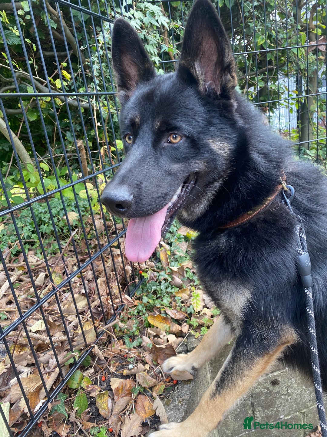 Shepsky dogs for sale: Shepsky apollo - Advert 3