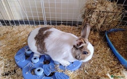 English rabbits for sale: Bonded MF bunnies - Image 8