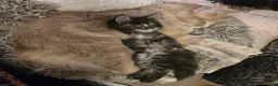Maine Coon cats for sale: Pure breed Maine coon kittens for sale - Advert 10