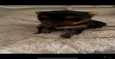 Mixed Breed dogs - Advert 3