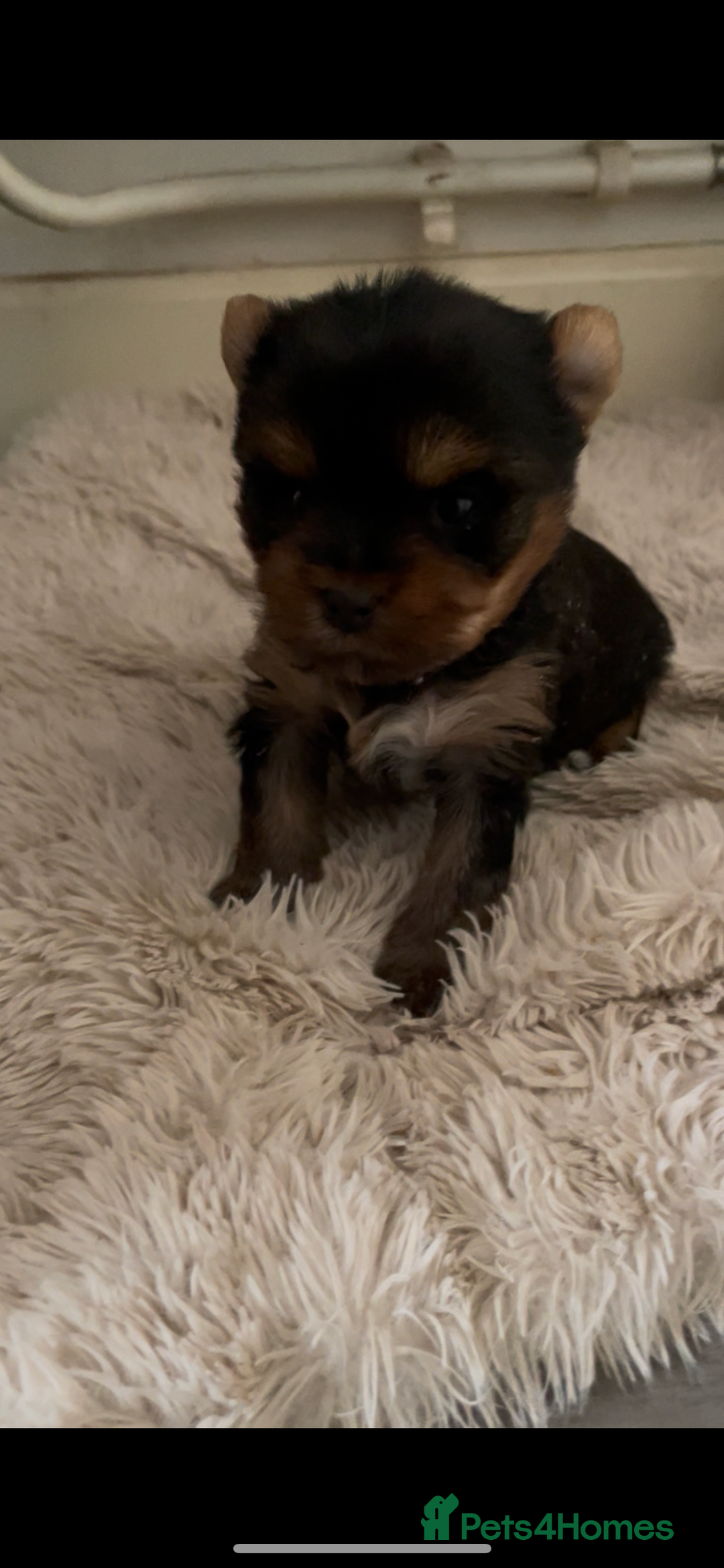 Mixed Breed dogs for sale: Biewer terrier puppy male, vaccs chip ect  - Image 5