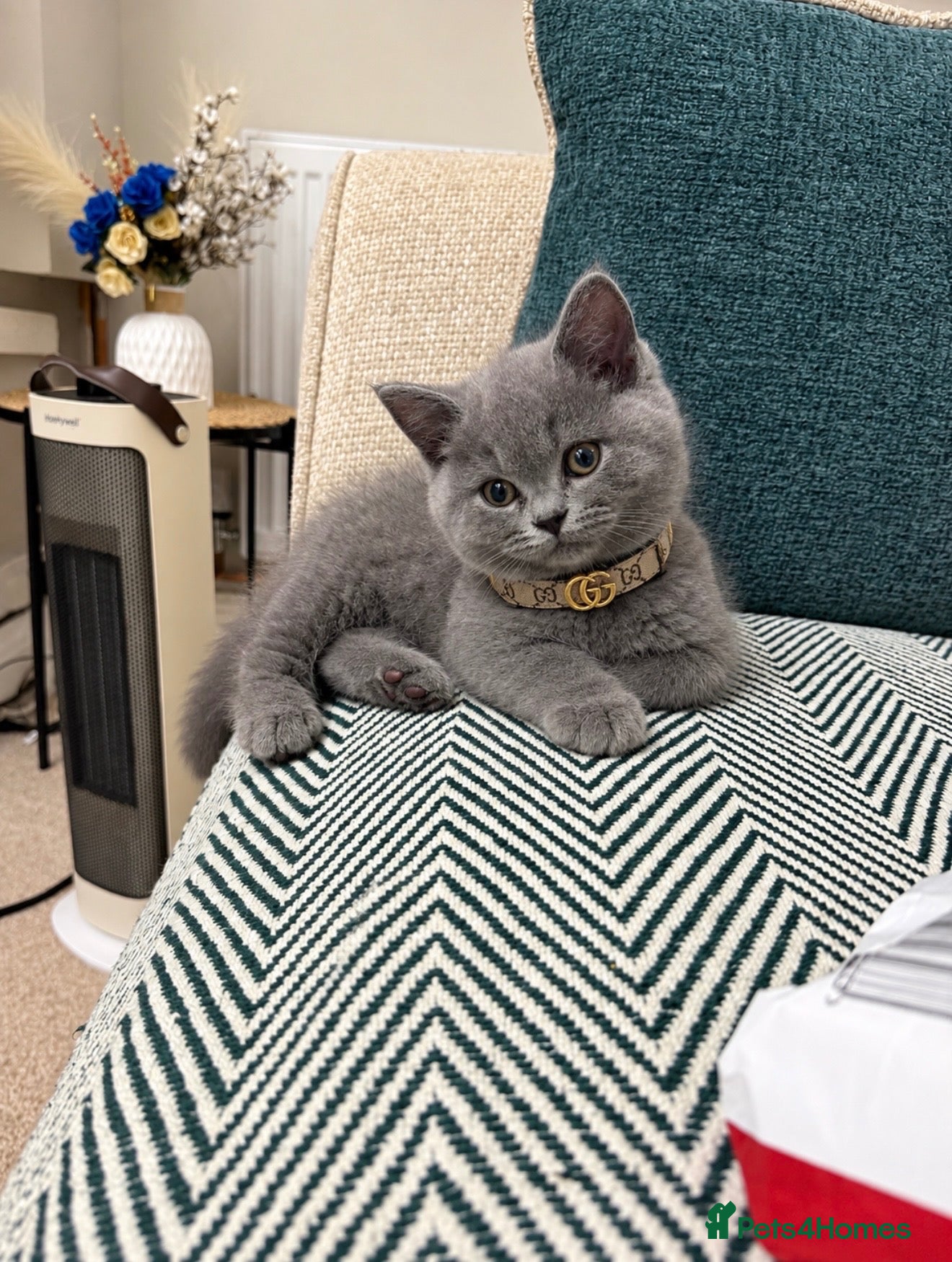British Shorthair cats TICA- Registered Female British Shorthair Kitten🐾 - Advert 15