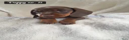 Miniature Dachshund dogs for sale: 🐾 Beautiful Mini Dachshund Puppies 🐾 - Advert 13
