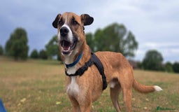 Mixed Breed dogs for adoption: Meet Albie, currently residing in Derbyshire  - Image 2
