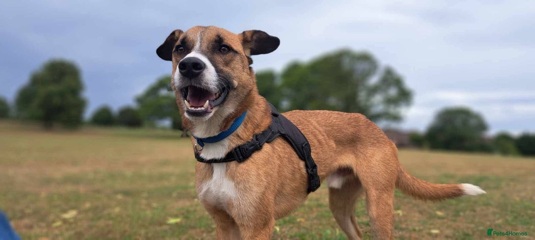Mixed Breed dogs for adoption: Meet Albie, currently residing in Derbyshire  - Image 2