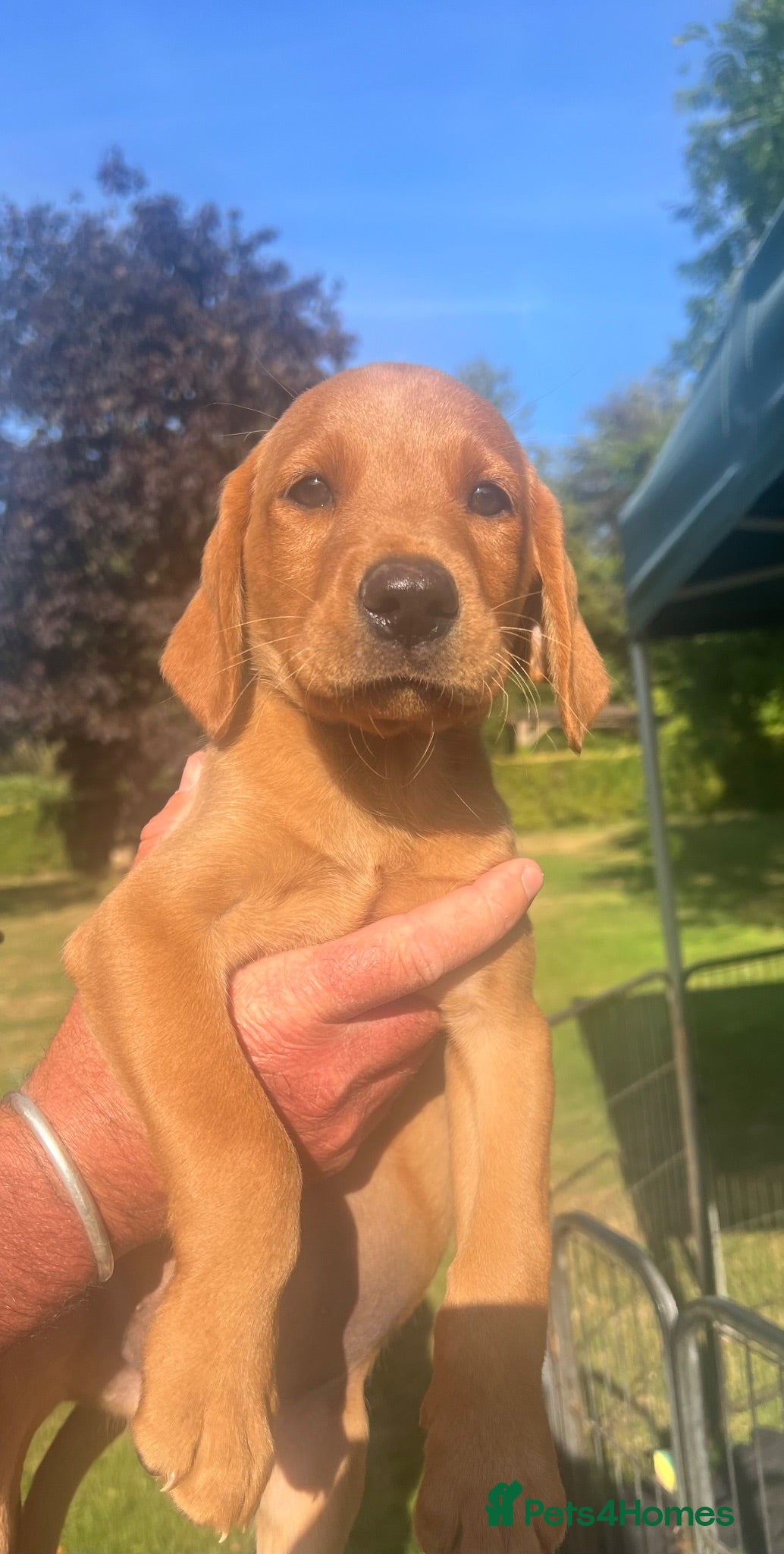 Labrador Retriever dogs ONLY 1 BIG STRONG FOX RED MALE *READY NOW* - Advert 4