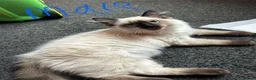 Ragdoll cats for sale: 4 pure Ragdoll kittens✨FREE ESSENTIAL STARTER PACK - Advert 9