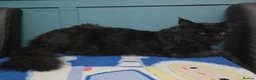 Maine Coon cats for sale: Red Maine Coon XXL Kittens - Advert 17