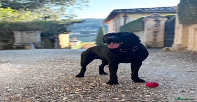 Labrador Retriever dogs in Cobham - Advert 10