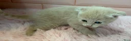Scottish Fold cats for sale: Stunning Scottish fold & Selkirk Rex kitten  - Advert 19