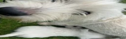 West Highland Terrier dogs for sale: West highland terrier  in Northallerton - Advert 21