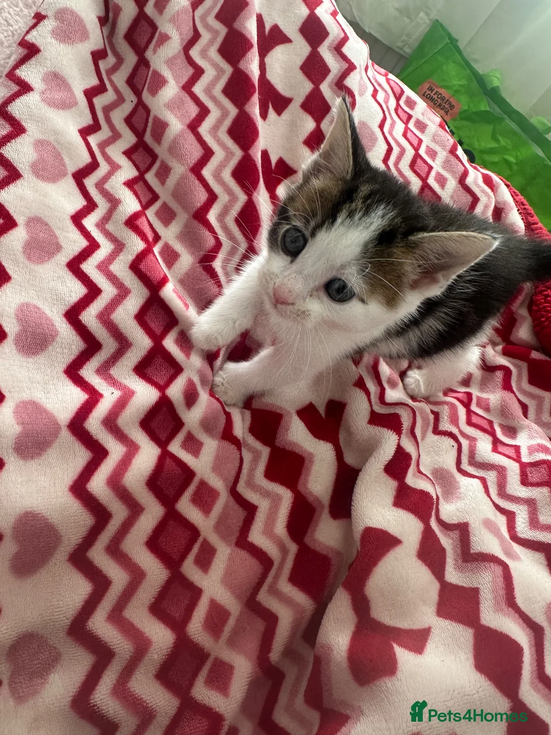 Mixed Breed cats for sale: Kitten looking to be homed  - Advert 3