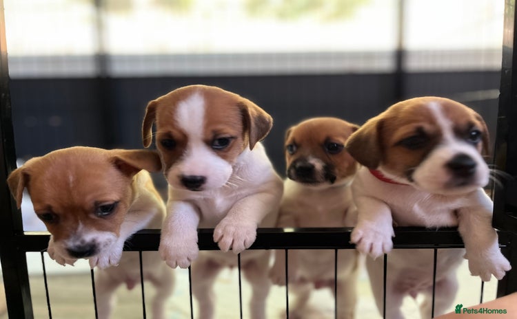 Jack Russell dogs - Advert 1