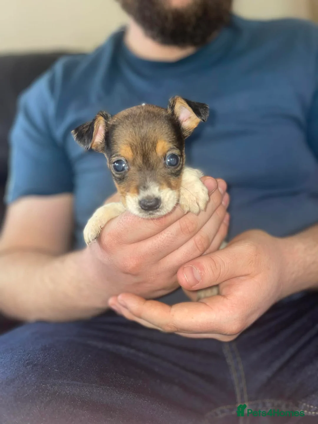 Jack Russell dogs for sale: Jack Russel puppy  - Advert 3