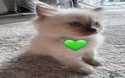Ragdoll cats for sale: 6 blue point ragdolls for sale 5 boys 1 girl  - Image 6