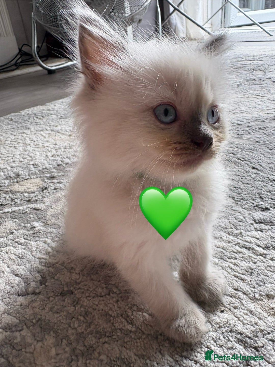 Ragdoll cats for sale: 6 blue point ragdolls for sale 5 boys 1 girl  - Image 6