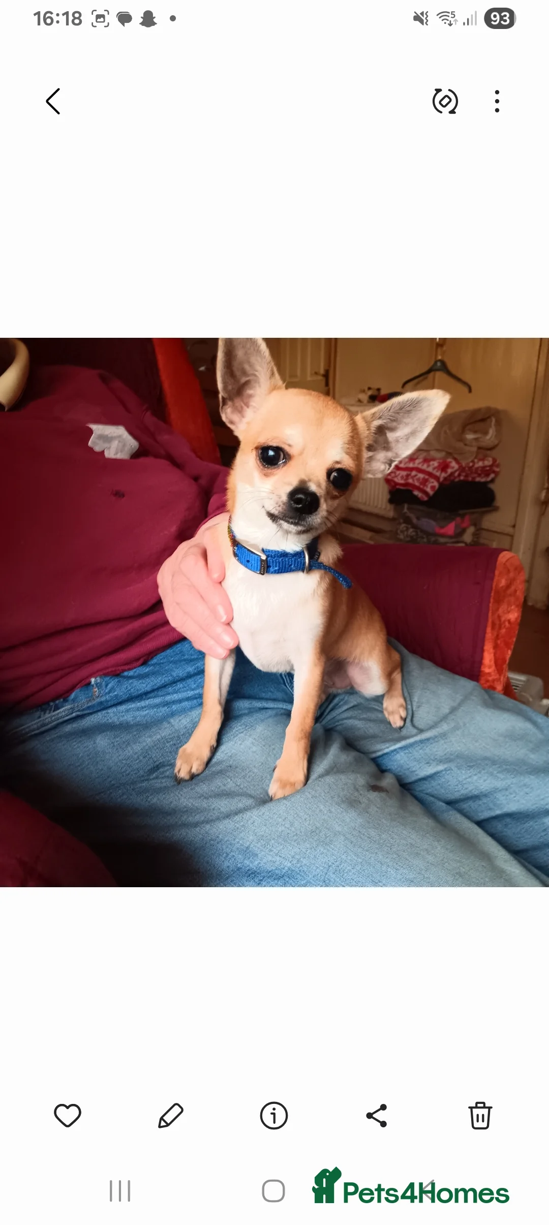 Chihuahua dogs for sale: Gorgeous smooth coat chihuahua's for sale - Advert 6