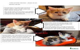 Mixed Breed cats for sale: 3 KITTENS READY TO GO - Image 1