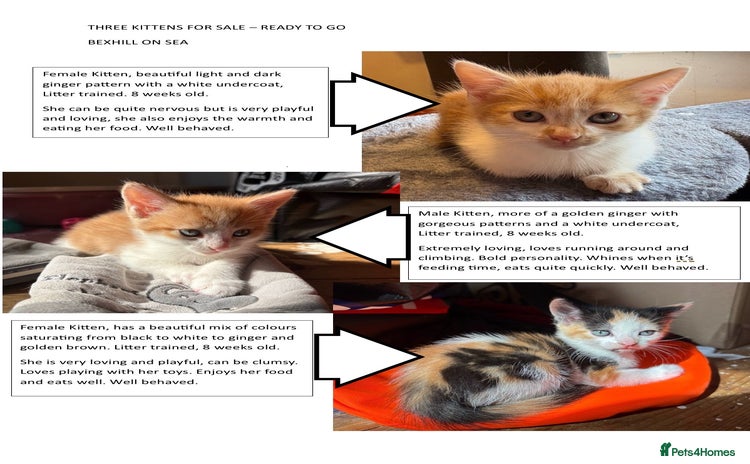 Mixed Breed cats for sale - Advert 1