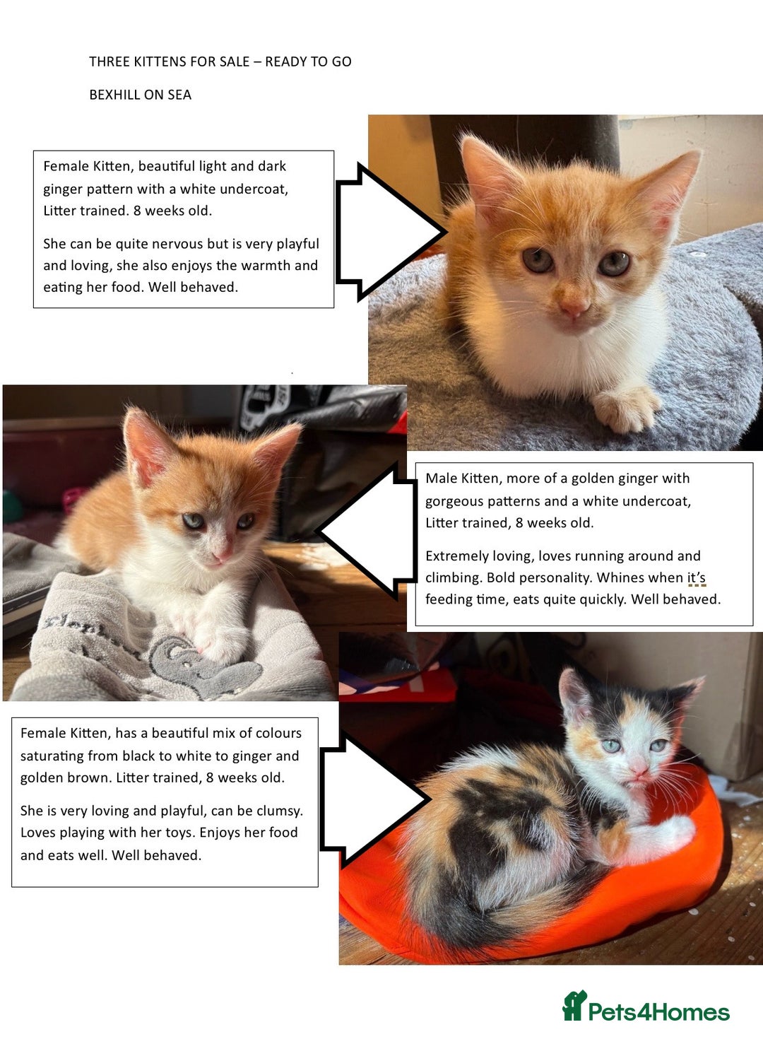 Mixed Breed cats for sale: 3 KITTENS READY TO GO - Image 1