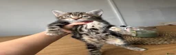 Mixed Breed cats for sale: Tabby girl kitten looking for forever home  - Advert 3