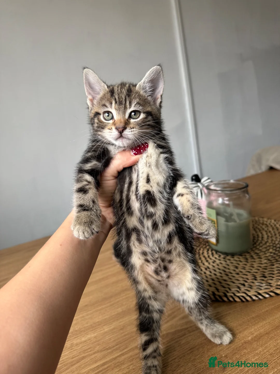 Mixed Breed cats for sale: Tabby girl kitten looking for forever home  - Advert 3