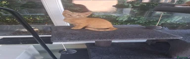 Female Ginger Tabby 