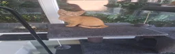 Mixed Breed cats for sale: Rare female Ginger Tabbies 😻 - Advert 31