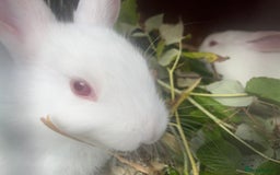 Mixed Breed rabbits for sale: Baby bunnies.  Dwarf x New Zealand - Image 4