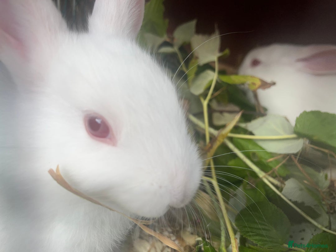 Mixed Breed rabbits for sale: Baby bunnies.  Dwarf x New Zealand - Image 4
