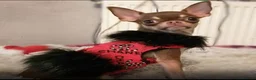Chihuahua dogs for sale: KC registered chihuahua girl  - Advert 3