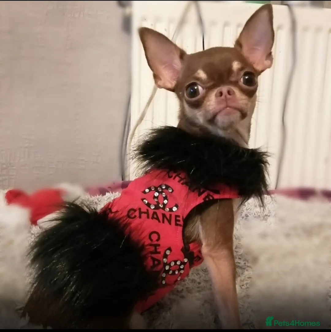 Chihuahua dogs for sale: KC registered chihuahua girl  - Advert 3