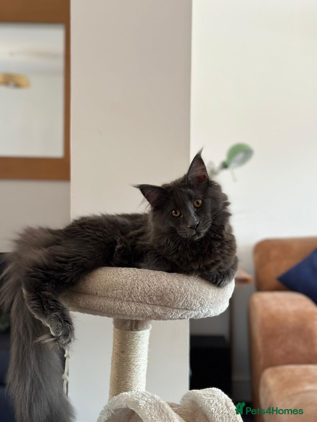 Maine Coon cats GCCF 2x Male Tuxedo Maine Coons Ready to Reseverve - Advert 17