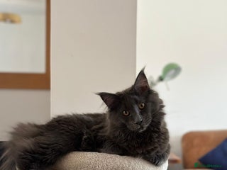 Maine Coon cats GCCF 2x Male Tuxedo Maine Coons Ready to Reseverve - Advert 1