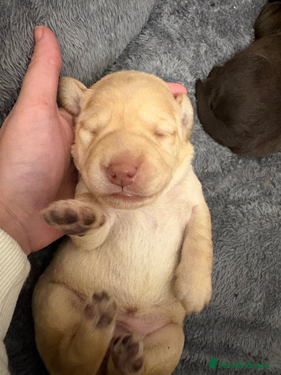 Cockerdor dogs for sale: labrador/ cockerdor Puppies  - Advert 18