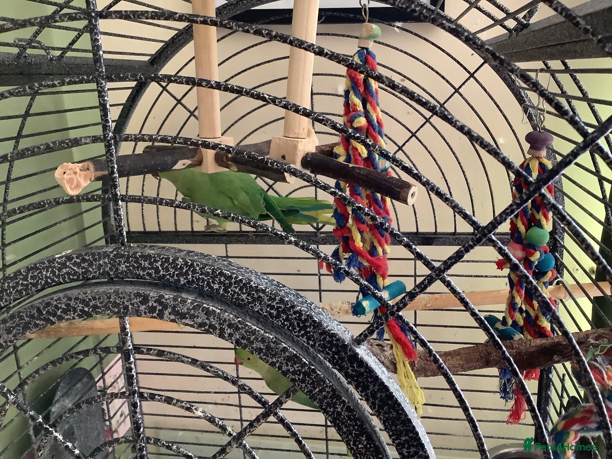 Ringnecks birds Two young ringnecks and large parrot cage - Advert 1