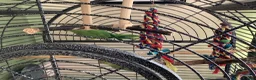 Ringnecks birds for sale: Two young ringnecks and large parrot cage - Advert 1