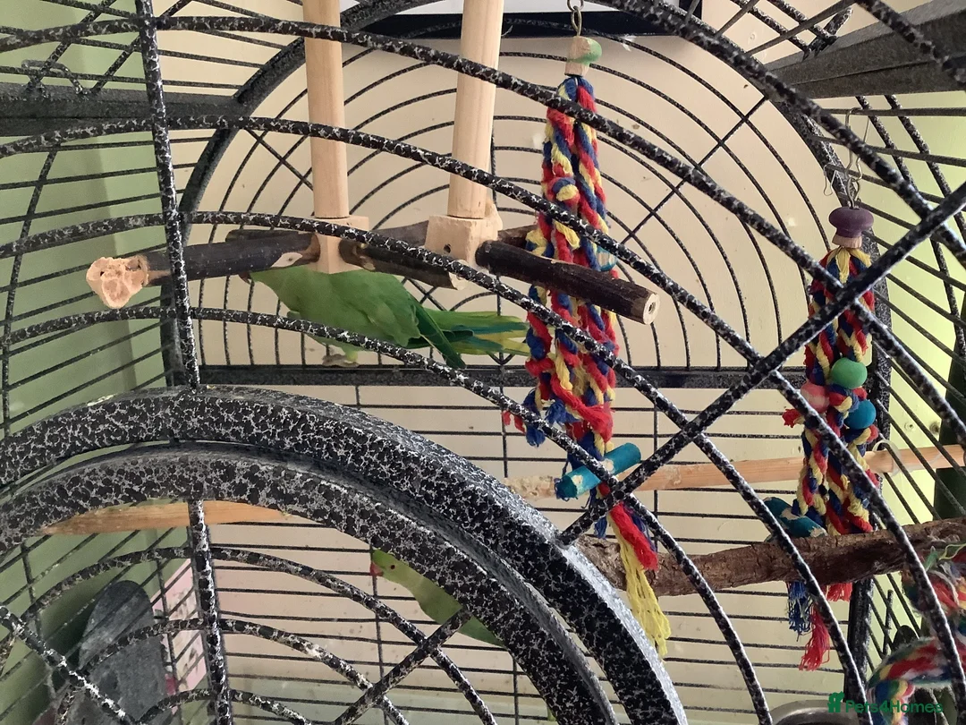 Ringnecks birds for sale: Two young ringnecks and large parrot cage - Advert 1