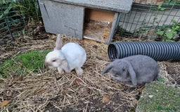 Mini Lop rabbits for sale: Bonded pair of cute friendly young mini lop boys - Image 8
