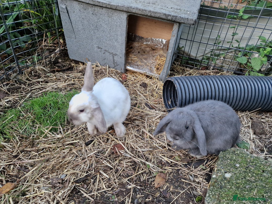 Mini Lop rabbits for sale: Bonded pair of cute friendly young mini lop boys - Image 8